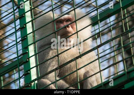 sad monkey in cage - macaque monkey held captive Stock Photo