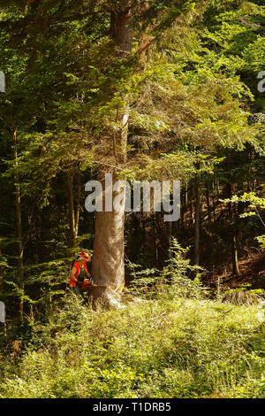 Lumberjack cuts a tree in the forest. Stock Photo