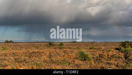 Rain and storm with rainbow  in New Forest with   heathland in  autumn, England. Stock Photo