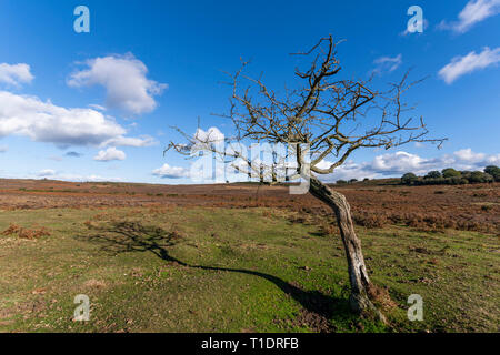 Solitary dead tree in New Forest on the heathland on a summers autumn day, England. Stock Photo