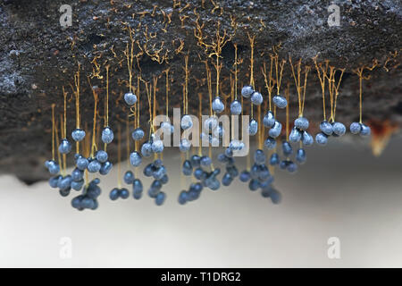 Hanging sporangia of yellow slime mold, Badhamia utricularis Stock Photo