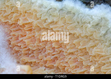 Warped orange crust fungus, Leucogyrophana mollusca Stock Photo