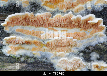 Warped orange crust fungus, Leucogyrophana mollusca Stock Photo