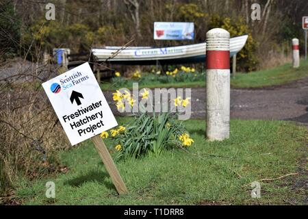 Scottish Sea Farms Freshwater Hatchery Project sign falling over to reveal spring daffodils with old boat in background. Stock Photo