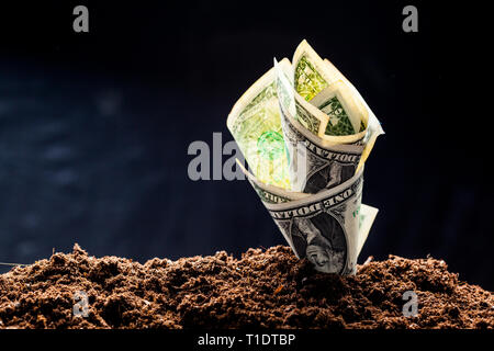 American dollars grow from the ground Stock Photo