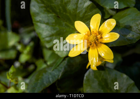 Yellow Ficaria verna flower also Known as Ranunculus ficaria, lesser celandine or pilewort, growing in the hills or the Montefeltro region of Italy, b Stock Photo