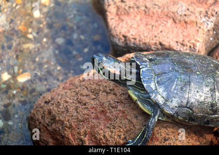 close up of a Red ear Turtle in Japan Stock Photo
