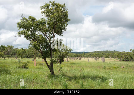 View of the flat, magnetic termite mounds in the Litchfield National Park in the Northern Territory of Australia Stock Photo