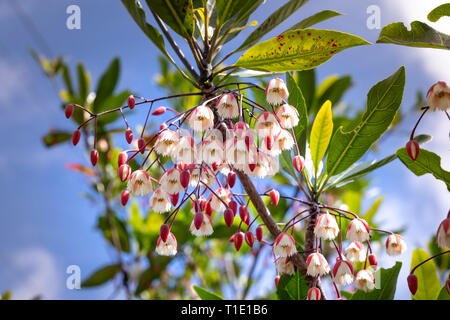 Elaeocarpaceae, bloom on the beautiful tree Stock Photo