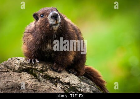 Closeup of the endangered Vancouver Island Marmot Stock Photo