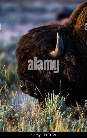 Cold breath from a buffalo on a cold Yellowstone morning Stock Photo
