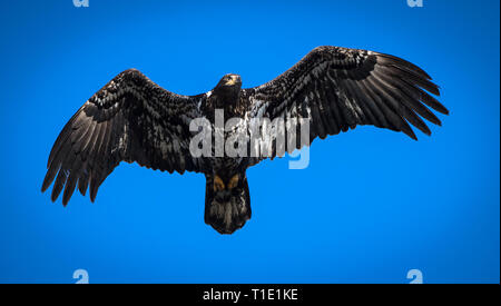 Bald eagle soaring against a bright blue sky. Stock Photo