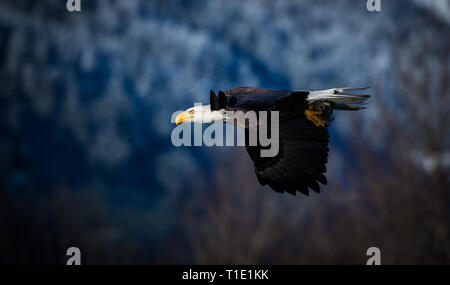 Bald eagle soaring along the Squamish river as they scavenge for the thousands of dead salmon that line the tributaries at Brackendale, BC, Canada. Stock Photo