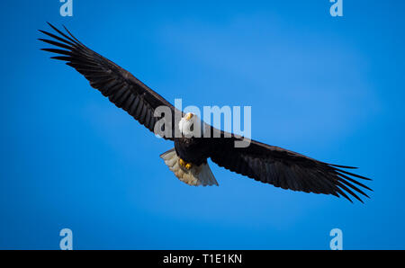 Bald eagle soaring against a bright blue sky. Stock Photo