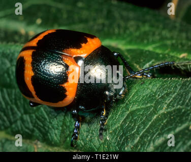 Swamp milkweed leaf beetle (Labidomera clivicollis) on leaf of swamp milkweed (Asclepias incarnata). Beetle eats toxic flowers and leaves of milkweed  Stock Photo