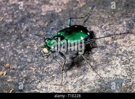 Six-spotted green tiger beetle (Cicindela sexguttata). One of the most beautifully iridescent beetles in North America. Common seen on paths through w