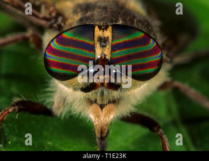 Highly iridescent eyes of horsefly (Tabanus sp.). Stock Photo