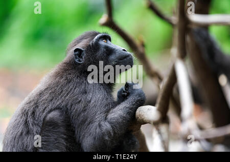 The Celebes crested macaque .  Crested black macaque, Sulawesi crested macaque, or the black ape.  Natural habitat. Sulawesi. Indonesia. Stock Photo