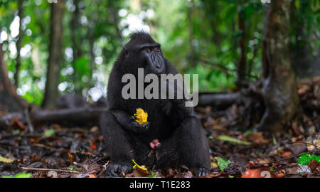 The Celebes crested macaque eating. Close up portrait. Crested black