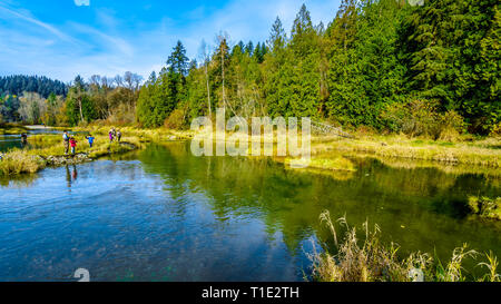 Fishing at the spawning grounds of the Stave River downstream of the Ruskin Dam at Hayward Lake near Mission, British Columbia, Canada Stock Photo