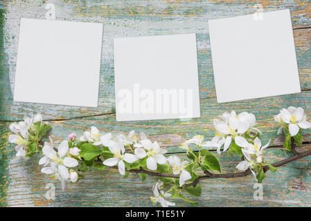 Abstract spring background of old painted blue board with branch of flowering apple branch covered with white flowers and three white square blank pap Stock Photo