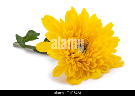 Yellow chrysanthemum flower isolated on white background Stock Photo