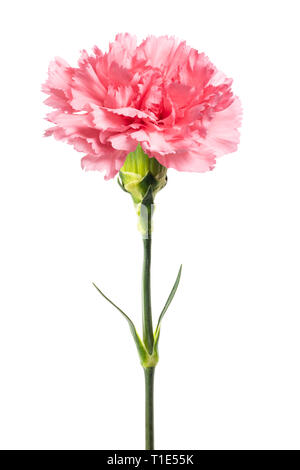 Pink carnation isolated on white Stock Photo - Alamy