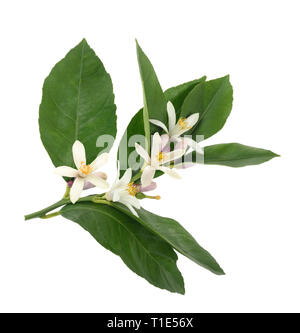 orange blossom branch with buds and leaves isolated on white Stock Photo