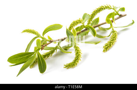 Weeping willow branch with aments isolated on white background Stock Photo