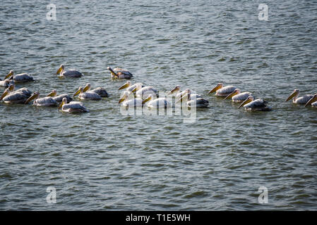 Flock of white Pelicans swimming in water in Rajkot, Gujarat, India Stock Photo