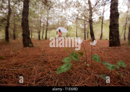 Flowering Persian Violets (Cyclamen persicum). Photographed in Manashe Forest, Israel in December. Out of focus children hiking in background Stock Photo