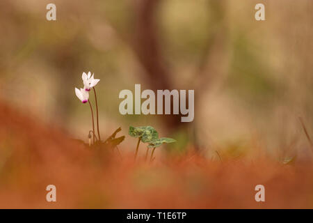 Flowering Persian Violets (Cyclamen persicum). Photographed in Manashe Forest, Israel in December. Stock Photo