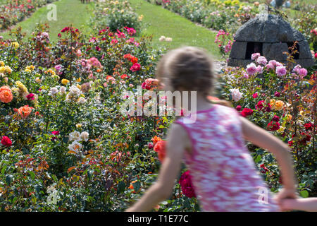 A girl runs to admire roses in a beautiful rose garden in summer during flowering. Motion blur. Stock Photo