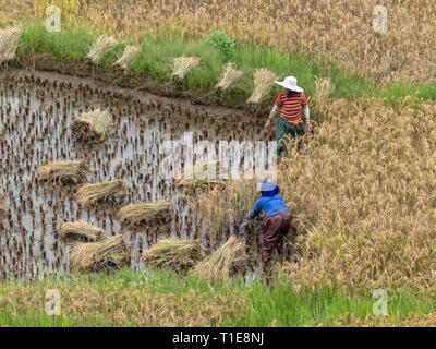 Women working in a rice field, Yuanyang, Yunnan, southwest China Stock Photo