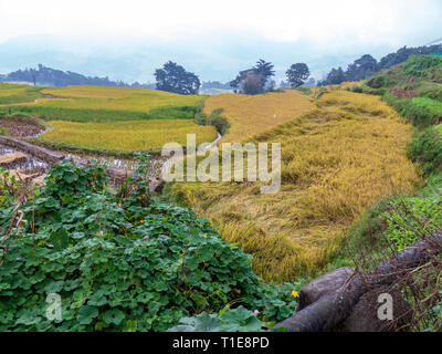 Rice terraces in Yunnan Province, China Stock Photo