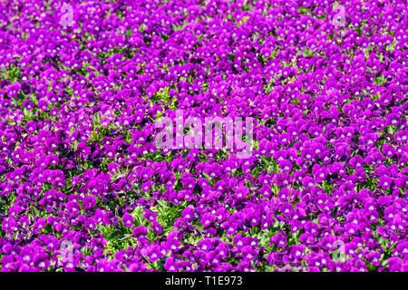 frame filling background of violet pansies Stock Photo
