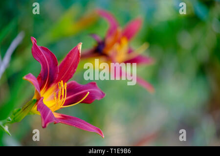 Amaryllis Flowers in a garden soft focus Stock Photo