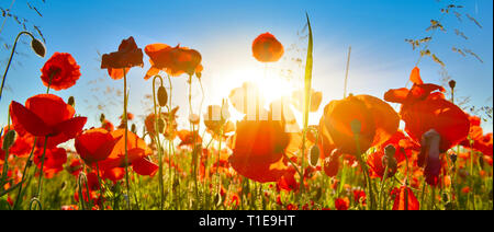 View of red poppies in summer countryside