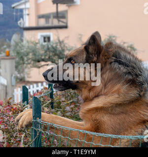 Head shot of German Shepherd or Alsatian dog outdoors in garden. Beautiful dog. Stock Photo