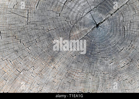 Detail of the cut tree trunk - annular rings - wood texture Stock Photo ...