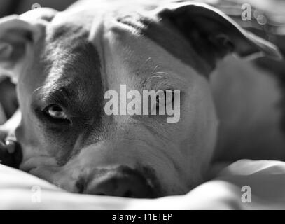 A mixed breed pit bull dog (American Staffordshire Pit Bull Terrier and American Pit Bull Terrier) (Canis lupus familiaris) is very drowsy. Stock Photo