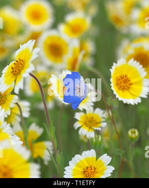 Tidy Tip (Layia platyglossa) and one Baby Bue Eyes (Nemophila menziesii). Carrizo Plain National Monument, California Stock Photo