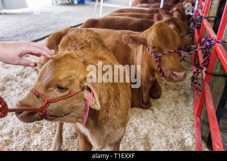 Miami Florida,Kendall,Tropical Park,Miami International Agriculture & Cattle Show,breeding,livestock trade,agri business,calf,cow,animal,FL090320054 Stock Photo