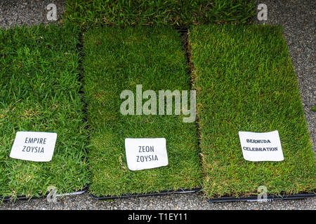 Miami Florida,Kendall,Tropical Park,Miami International Agriculture & Cattle Showtrade,agri business,Homestead Plant exhibit,grass,lawn,sod,turf,lands Stock Photo