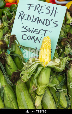 Miami Florida,Kendall,Tropical Park,Miami International Agriculture & Cattle Showtrade,agri business,farmers market,vegetables,horticulture,sweet corn Stock Photo