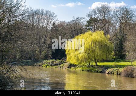 Two weeping willow trees bursting into leaf in springtime on the banks of the River Stour in Aylesford Stock Photo