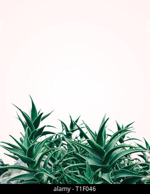 Cool minimal nature design with aloe vera plant in pastel and green color. Creative contemporary and trendy background layout. Stock Photo