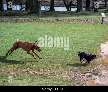 London, UK: two dogs playing in Richmond park. Stock Photo