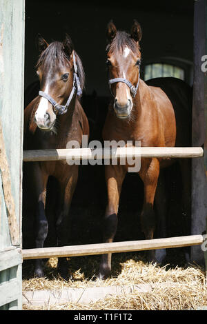 Closeup face of horses in stable.The horse is looking out from behind green wooden fence of the barn at rural animal farm summertime Stock Photo