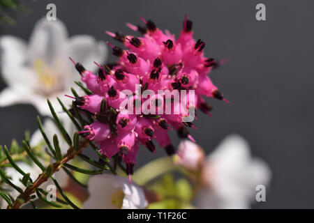 purple heather Stock Photo